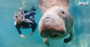 Swim with Manatees on the Crystal River Beach