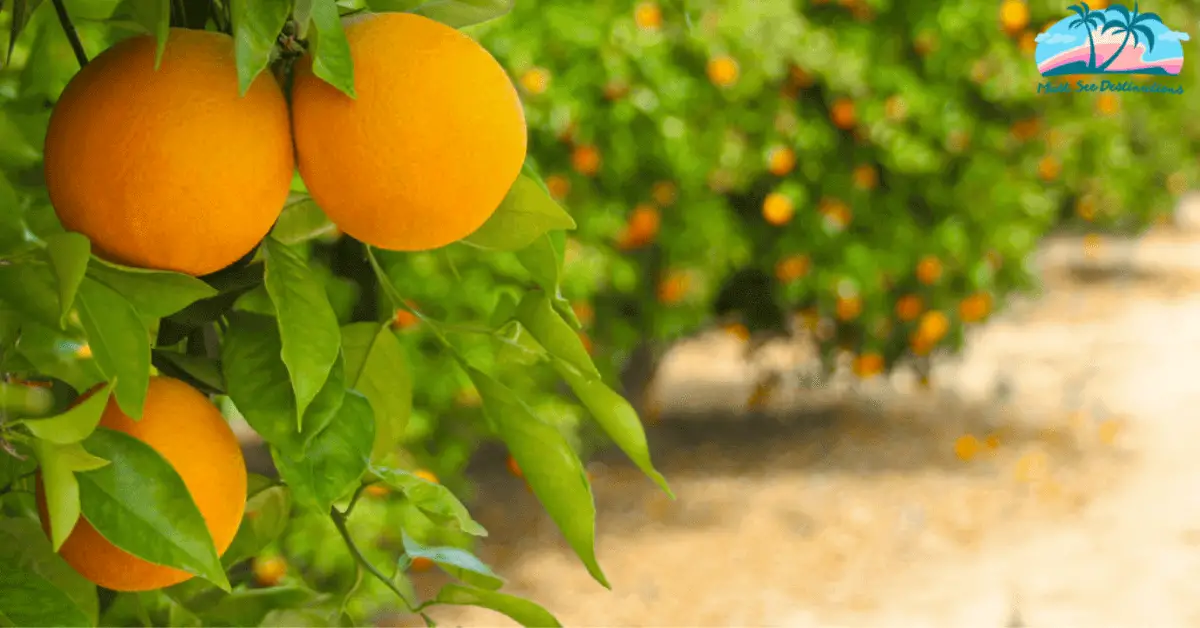 oranges in season in Florida