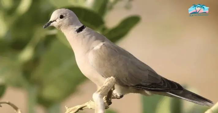 Beautiful African Collared Doves