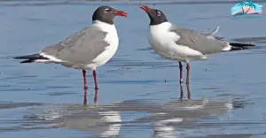LAUGHING GULLS Florida Beach Birds