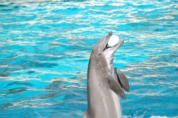 Dolphin playing with ball 