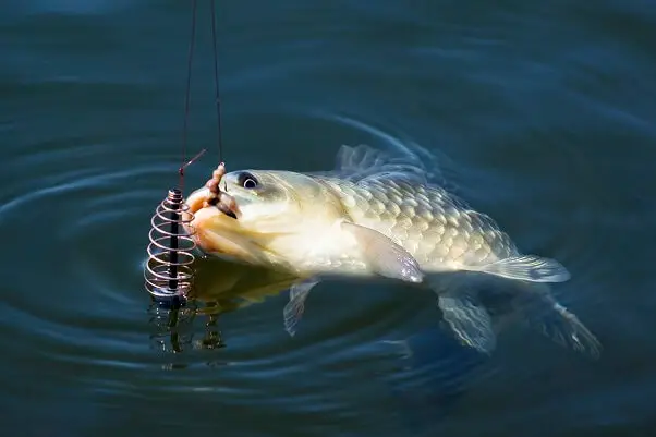 Fish caught on the hook Fishing.